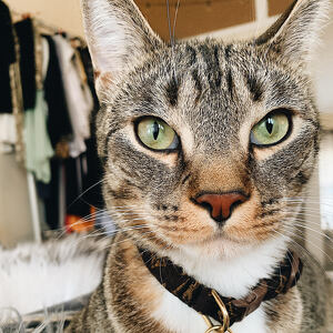 Fundraising Page: Morgan Miller